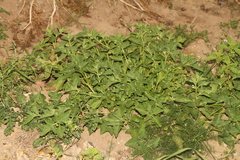 Solanum