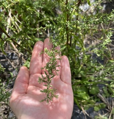 Artemisia annua