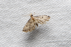 Sufetula hemiophthalma