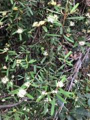 Phebalium squamulosum