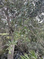 Quercus