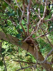 Ileostylus micranthus