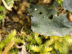 Leptochidium albociliatum