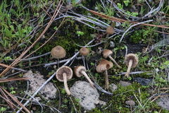 Inocybe