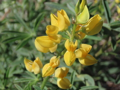 Lupinus croceus