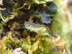 Leptochidium albociliatum