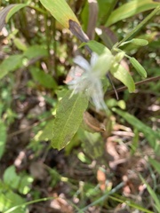 Silene stellata