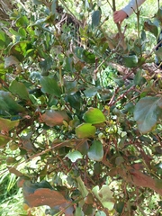 Ileostylus micranthus