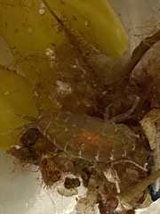 Gammarus oceanicus