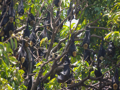 Pteropus conspicillatus