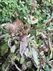 Arctium