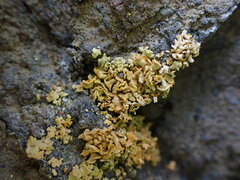 Xanthomendoza