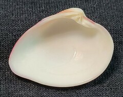 Lamelliconcha concinna