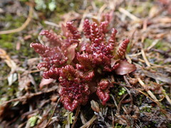 Pedicularis