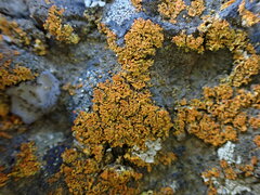 Xanthomendoza