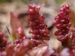 Pedicularis