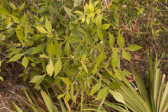 Carya floridana