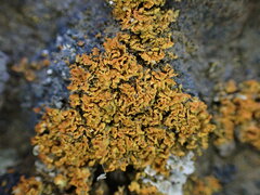 Xanthomendoza