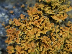Xanthomendoza