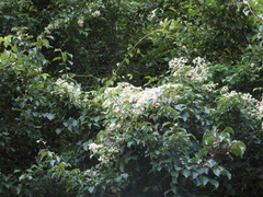 Clematis apiifolia apiifolia