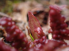 Pedicularis