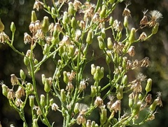 Erigeron canadensis