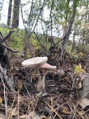 Amanita persicina
