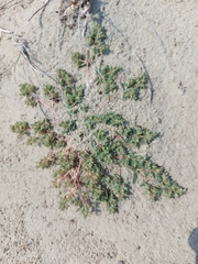 Euphorbia glyptosperma