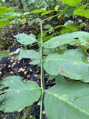 Fraxinus nigra