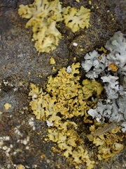 Xanthomendoza