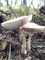 Amanita persicina
