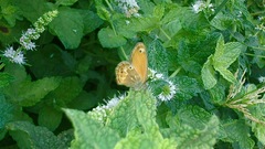 Coenonympha corinna