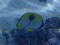 Chaetodon unimaculatus