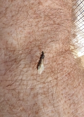 Lasius