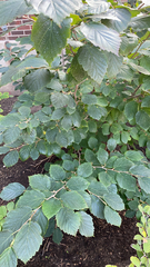 Hamamelis virginiana