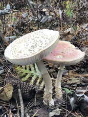 Amanita persicina