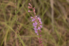 Liatris tenuifolia