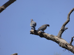 Patagioenas picazuro