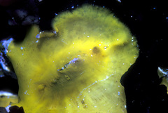 Scutus