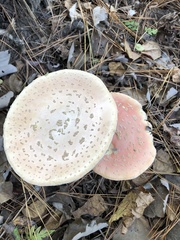 Amanita persicina