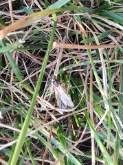 Lasius