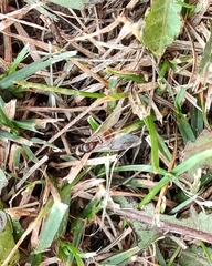 Lasius