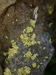 Xanthomendoza