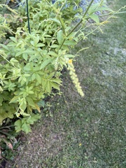 Agrimonia gryposepala