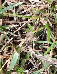 Lasius