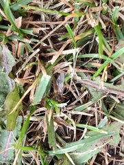 Lasius