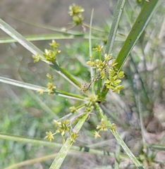 Cyperus surinamensis