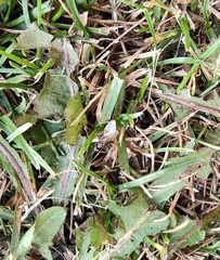 Lasius