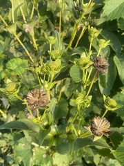 Silphium perfoliatum