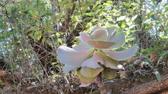 Echeveria gibbiflora